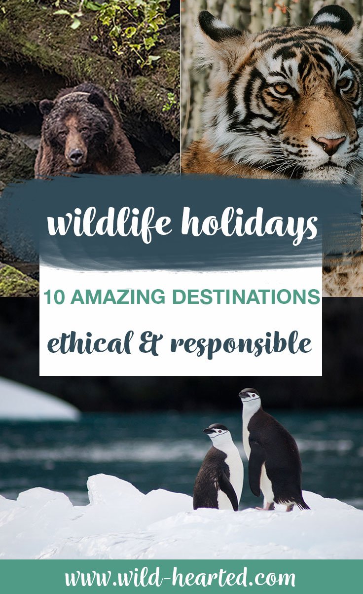 wildlife holidays