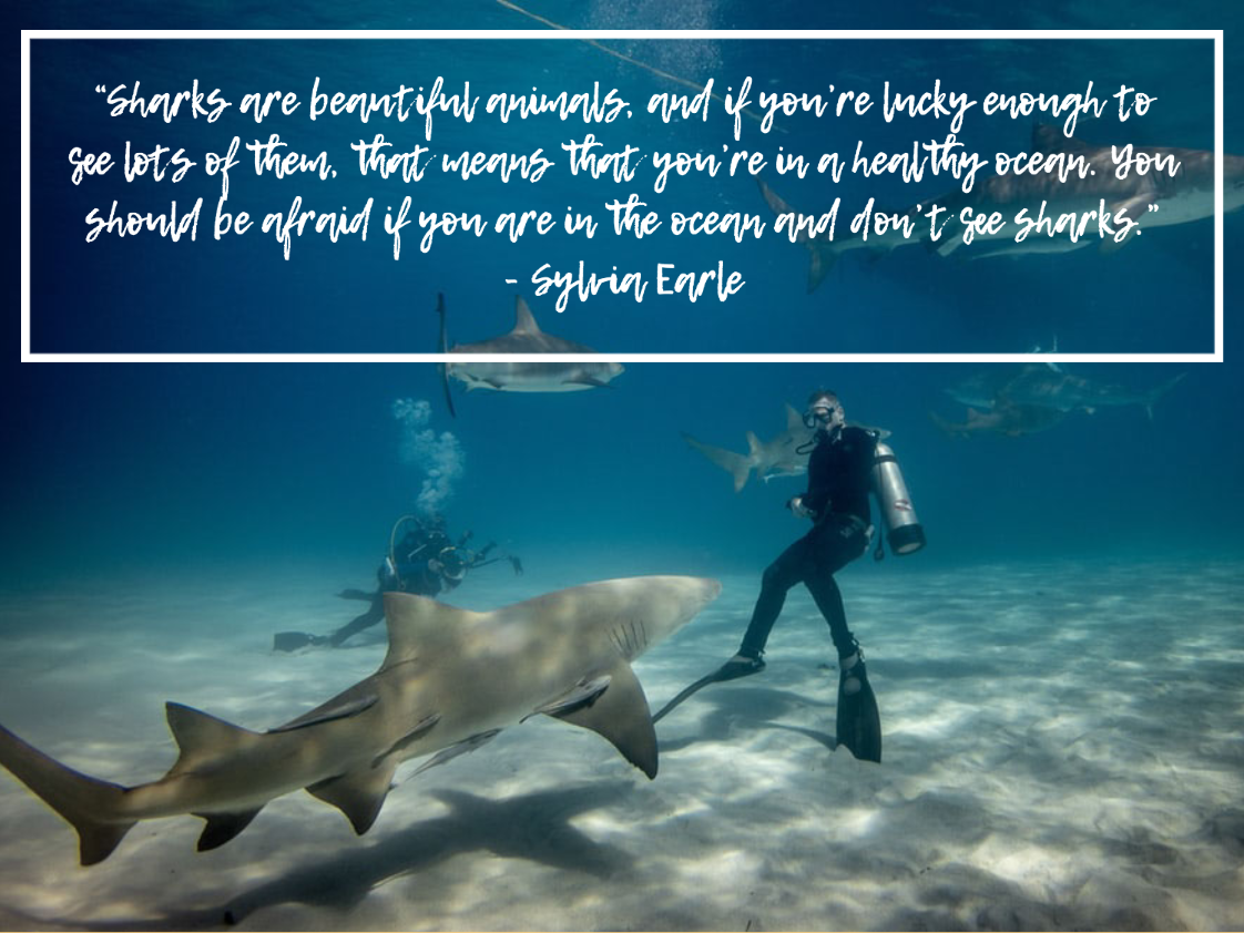 quotes about sharks