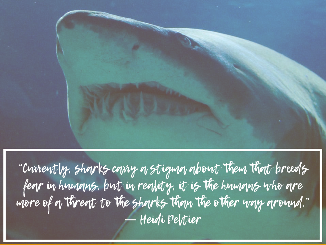 quotes about sharks
