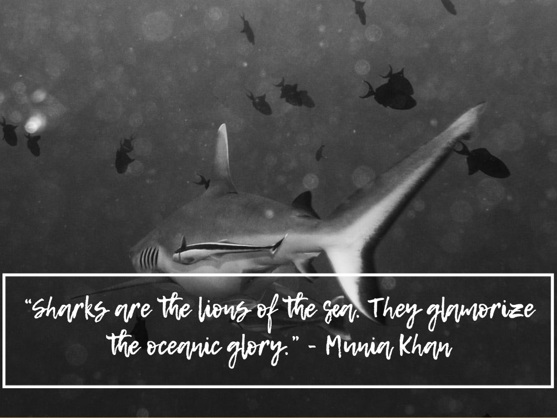 quotes about sharks