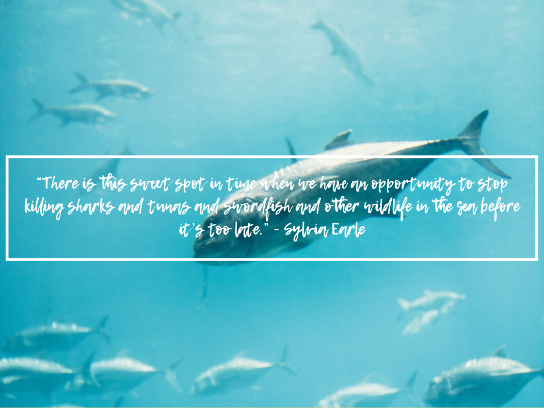 sylvia earle quotes