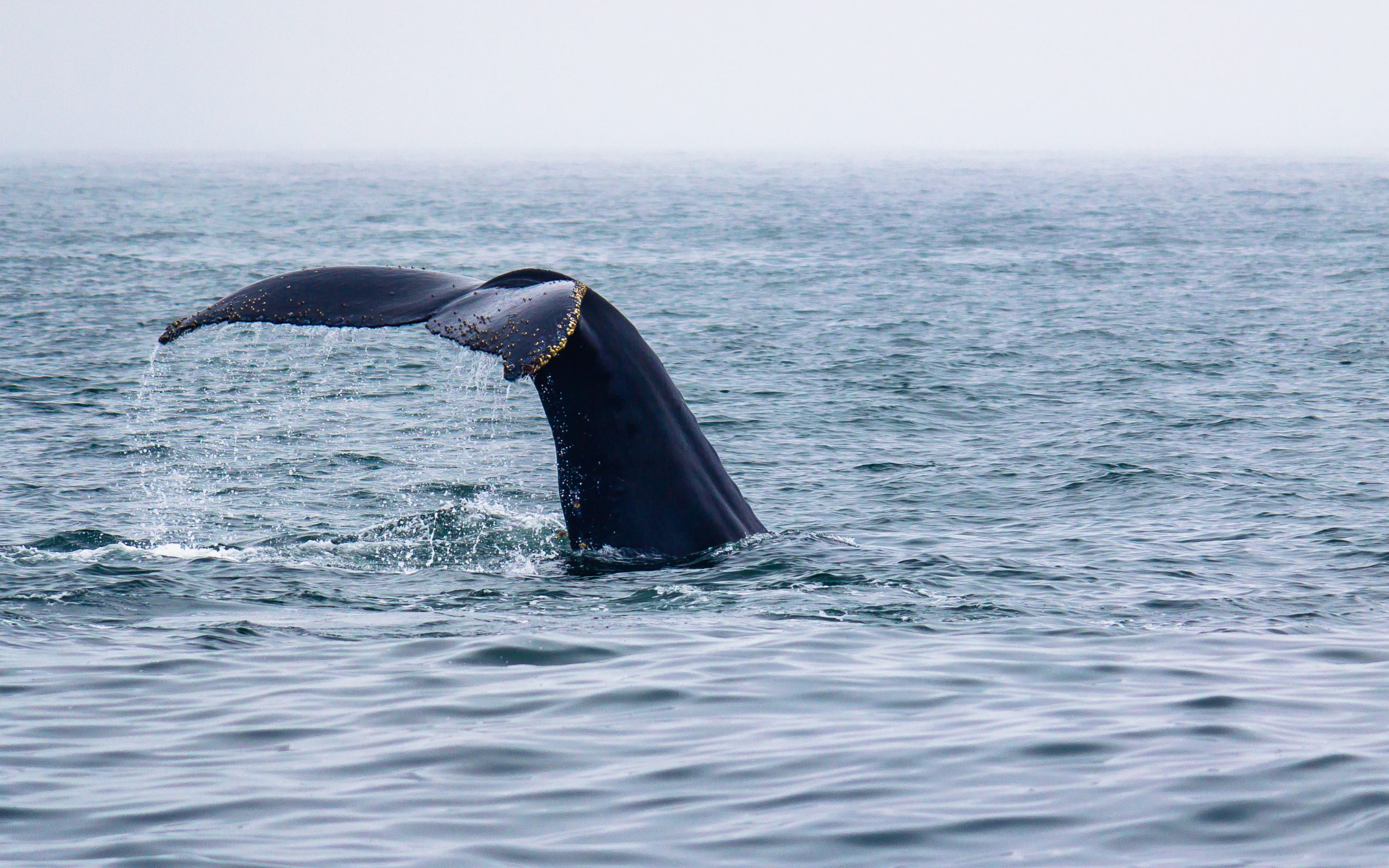 marine wildlife bucket list