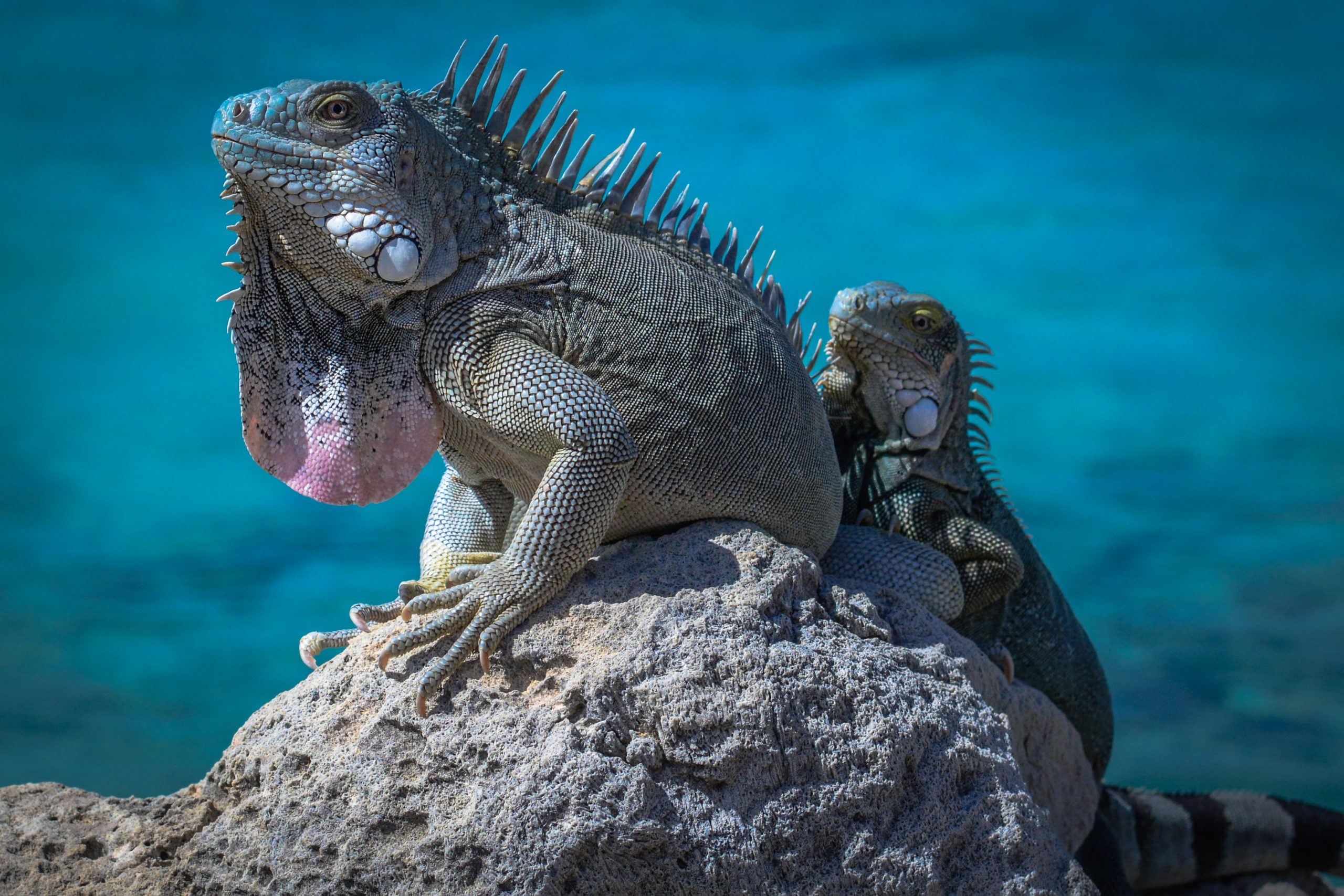 marine wildlife bucket list