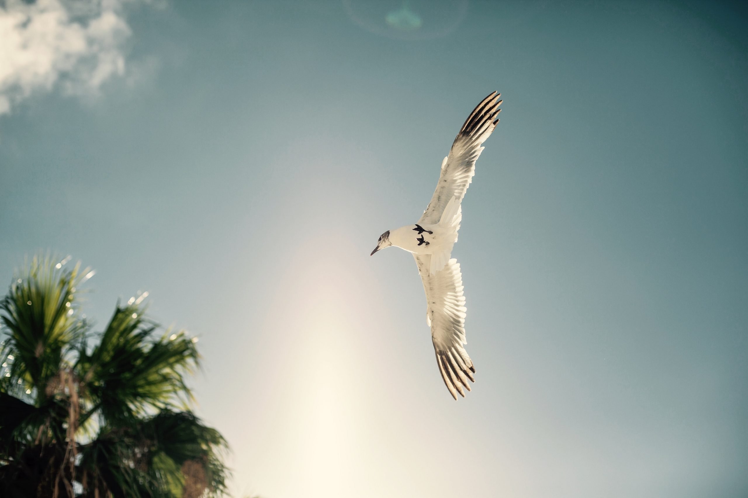 5 Things to Do in Islamorada, Florida - Wild Hearted