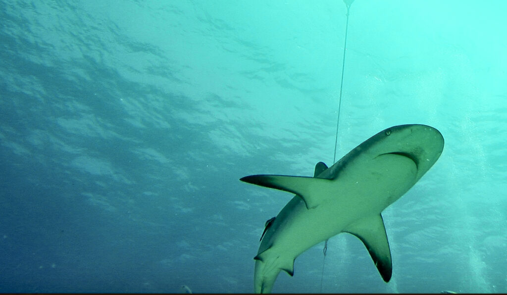 bahamas liveaboard