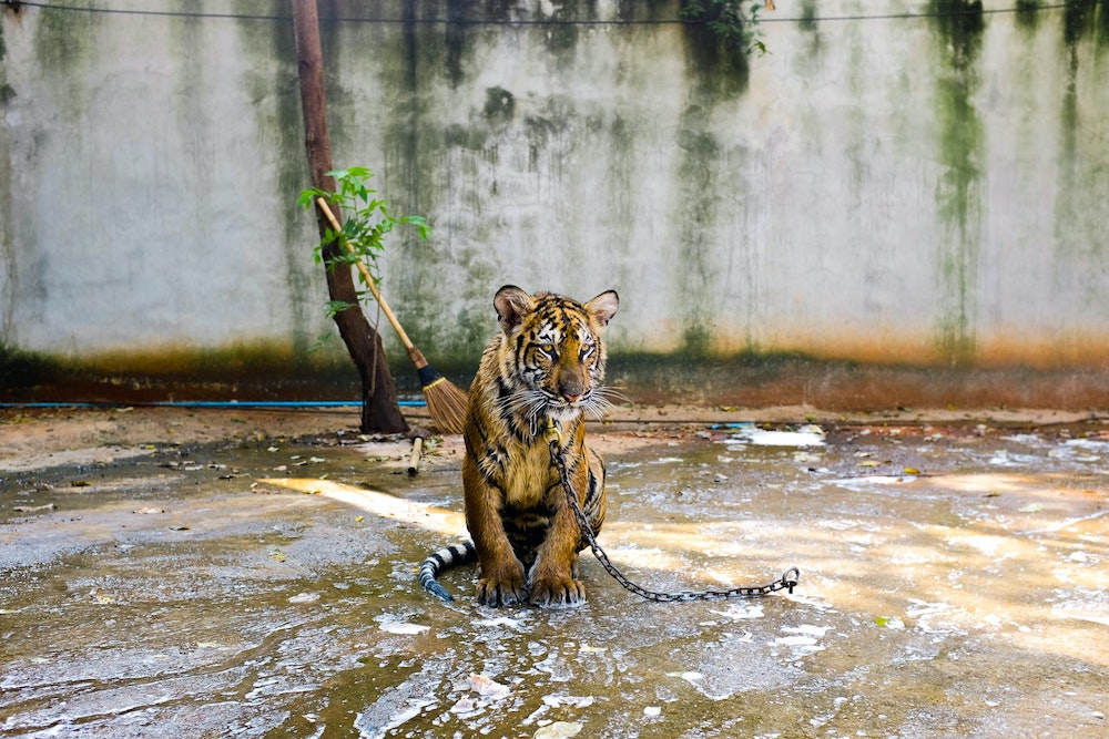 tiger and tourist