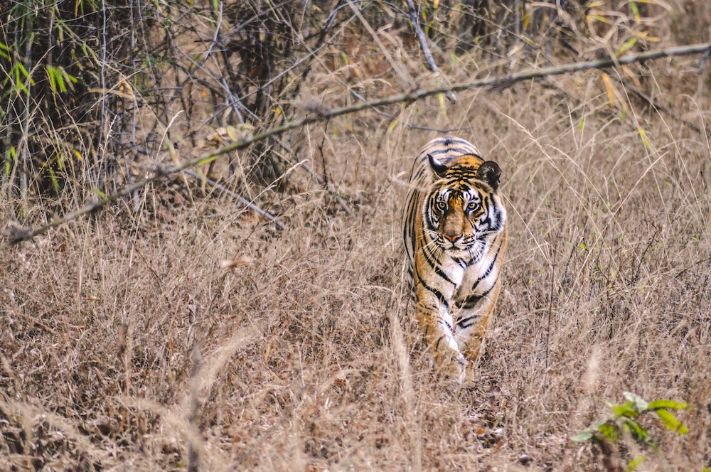 tiger and tourist