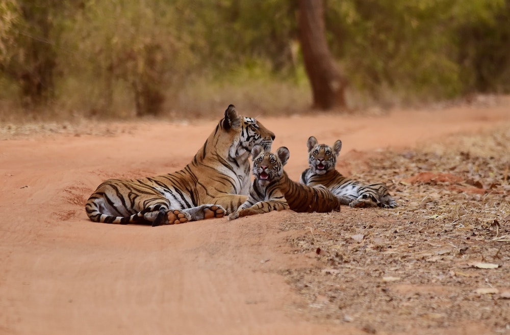 tiger and tourist