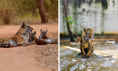 tiger tourism