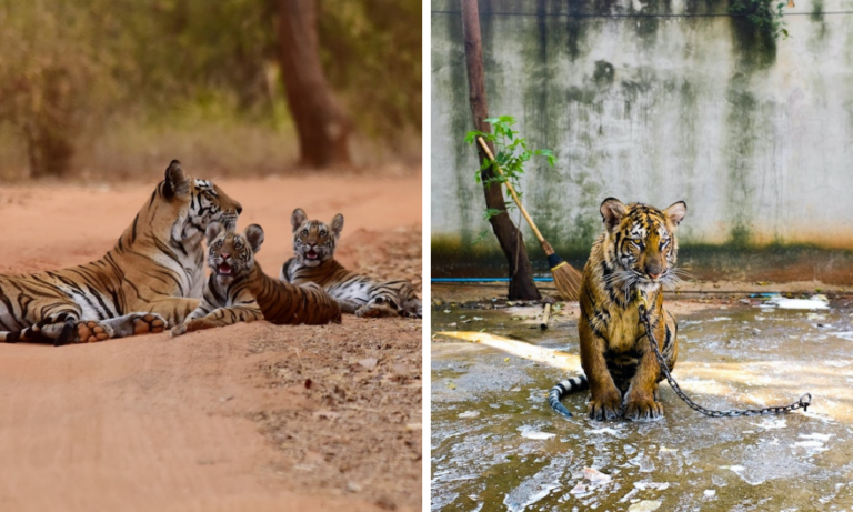 Read more about the article Everything You Need to Know About Tiger Tourism
