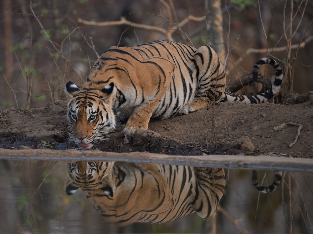 tiger tourism