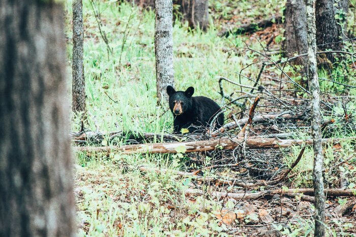 Things to Do in Gatlinburg TN – Black Bears