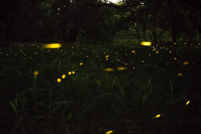 Things to Do in Gatlinburg TN – Synchronous Fireflies