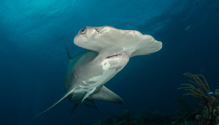 How deep can you scuba dive? - hammerhead shark