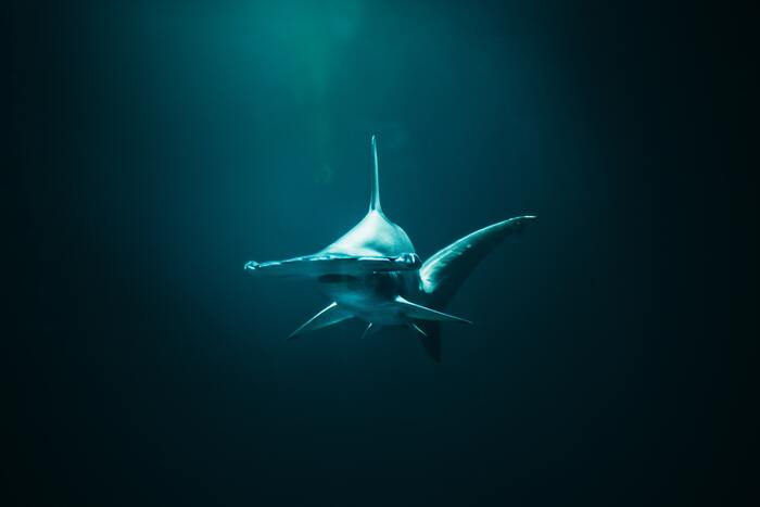 Shark facts - hammerhead shark