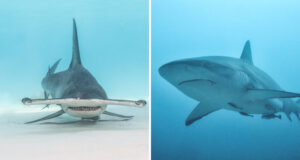 Read more about the article 16 Shark Facts to Change Your Perception