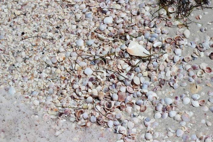 Caladesi Island State Park – Shells