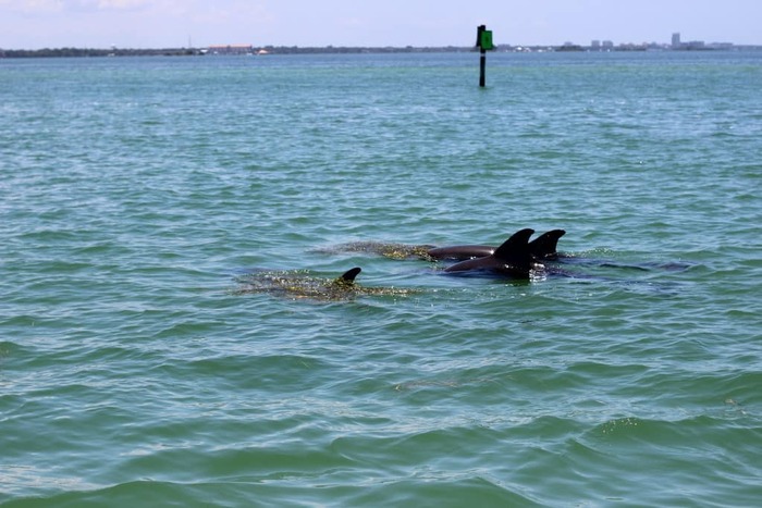 Caladesi Island State Park – Dolphins