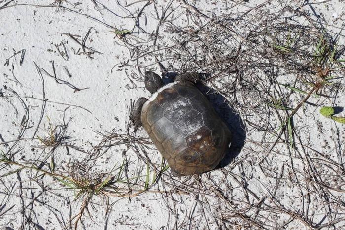 Caladesi Island State Park – Tortoises