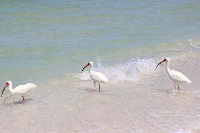 Caladesi Island State Park – Birds