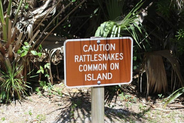 Caladesi Island State Park – Rattlesnakes