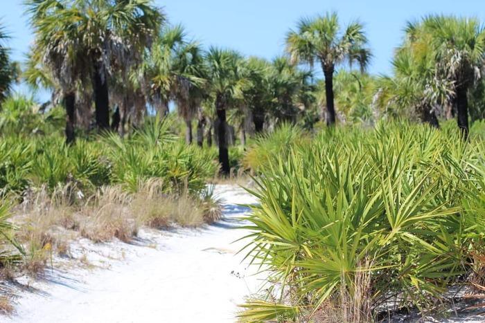 Caladesi Island State Park – Nature Trail