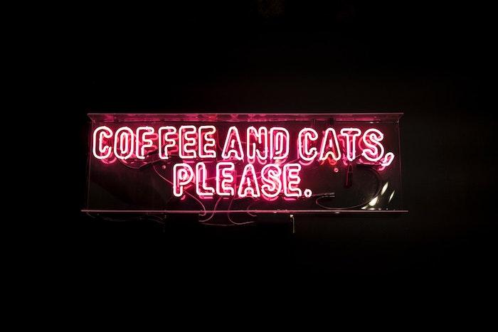 Things To Do In Murfreesboro TN – Cat Cafe