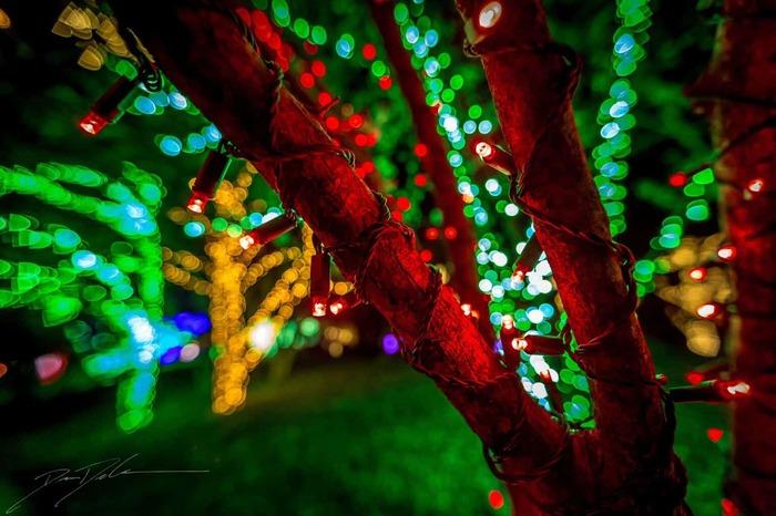 Things to do in tennessee in december – cheekwood holiday lights