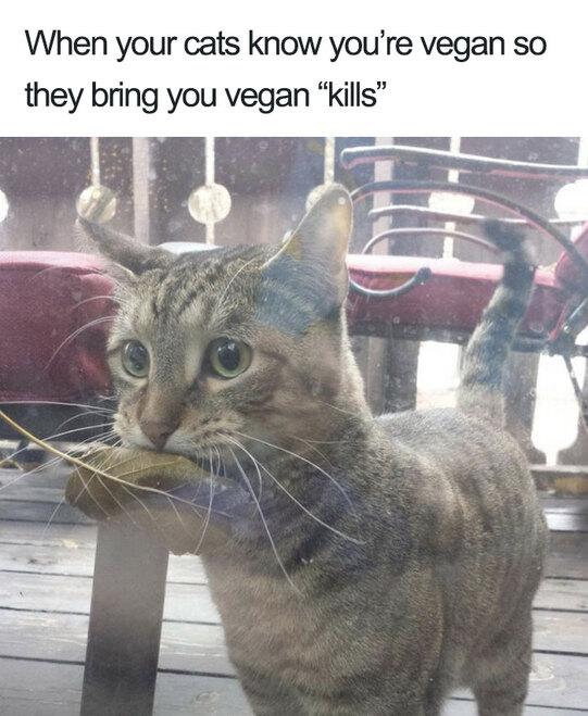 Vegan Memes