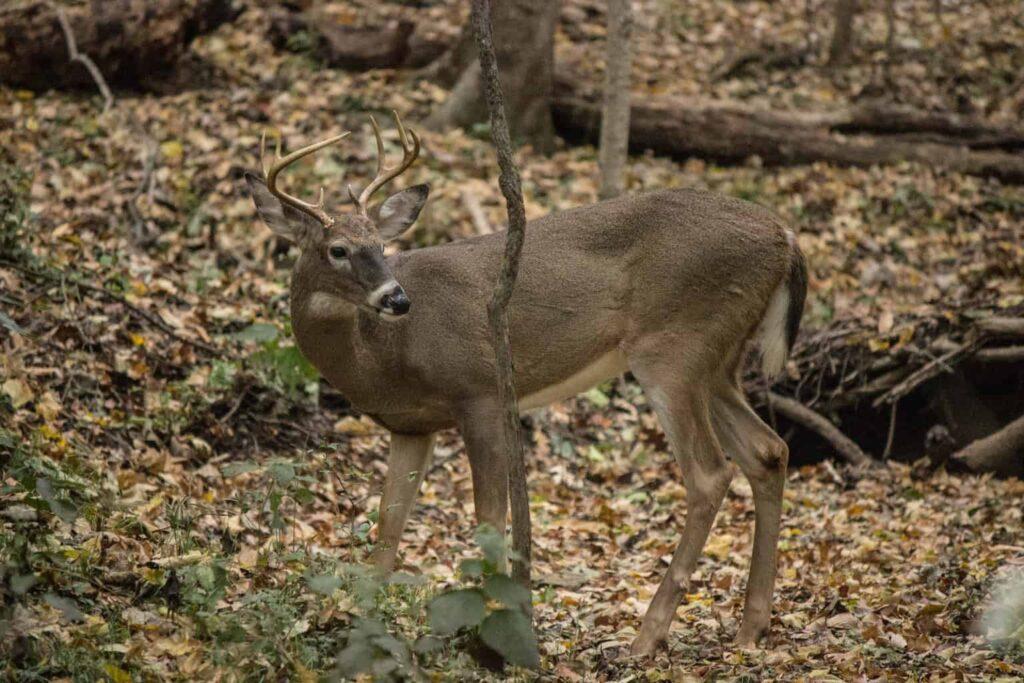 Fun Things To Do in Nashville TN For Couples – Radnor Lake