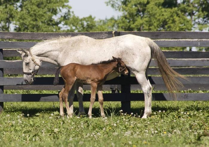 kentucky derby cruel