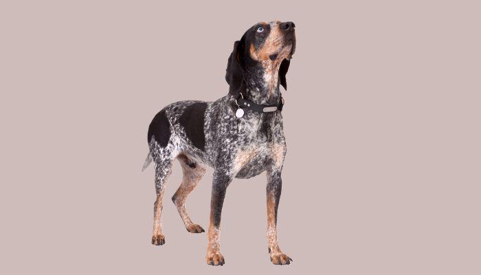 Tennessee Dog Names – Smokey the Bluetick Coonhound is the University of Tennessee mascot. 