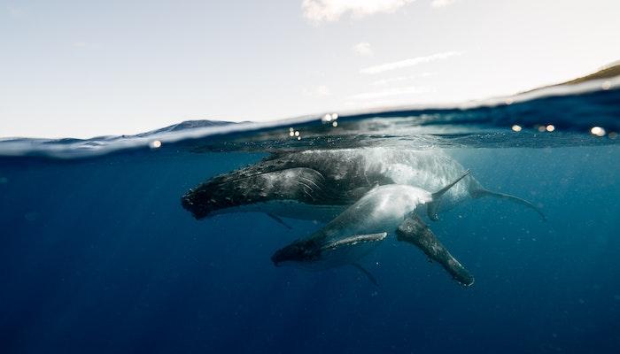 whale watching destinations