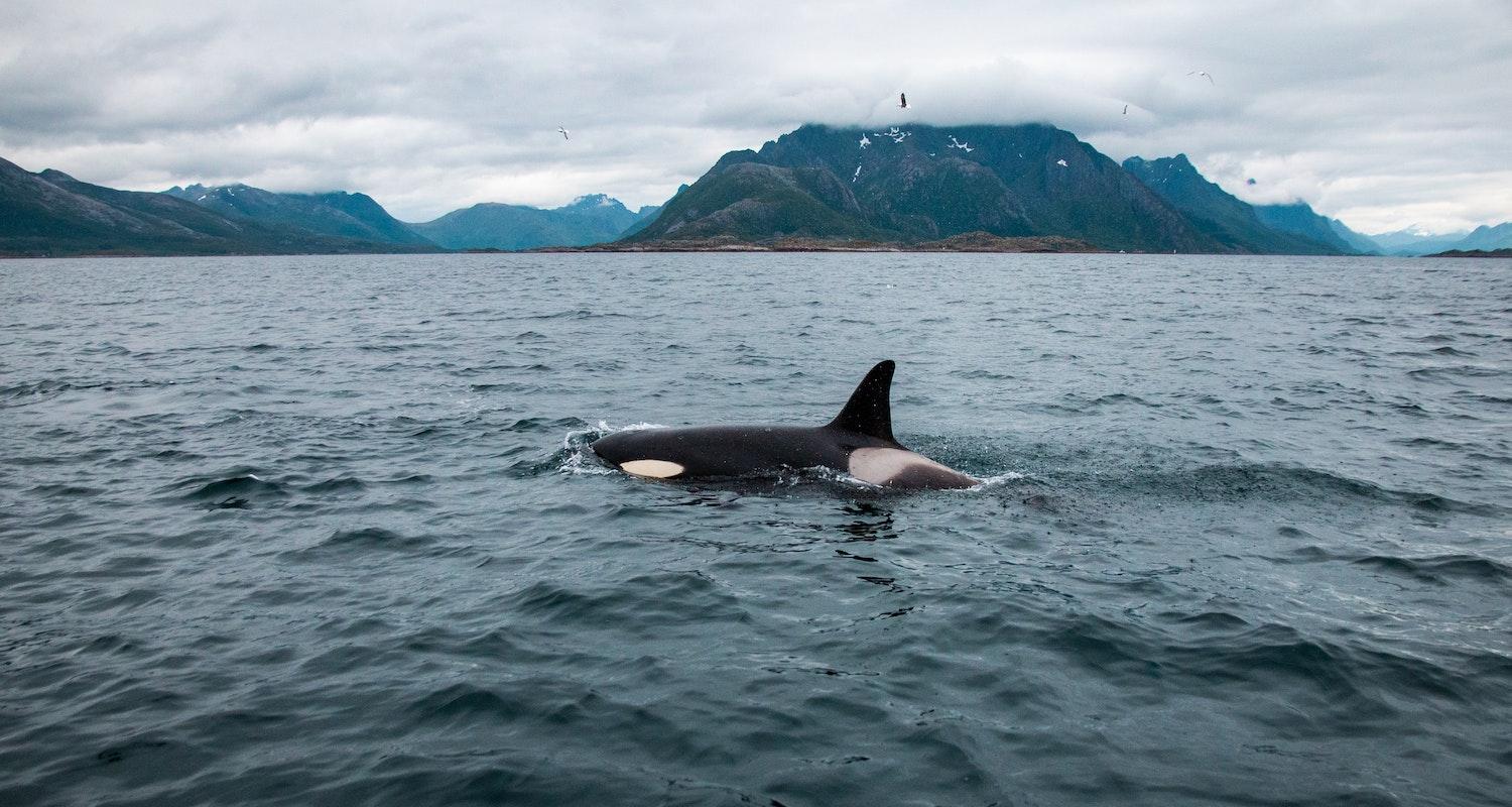4 Top Whale-Watching Destinations