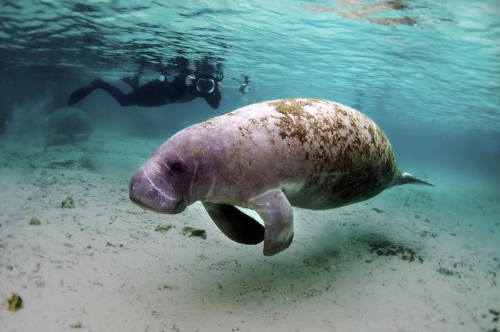 manatee facts