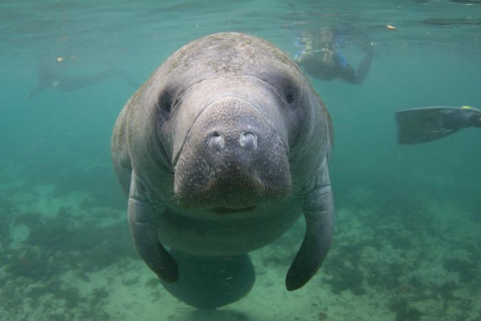 manatee facts