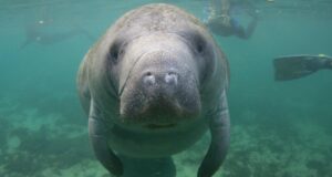 Read more about the article 15 Manatee Facts You May Not Know About The Loveable Sea Cows