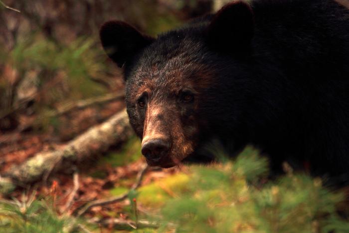 Smoky Mountains Tennessee Things To Do – Cades Cove