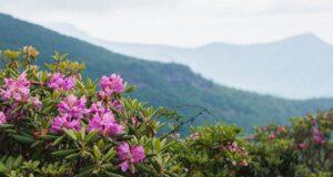 Read more about the article Experience America’s Best Road Trips in These Three Cities